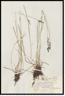 Carex cespitosa L.