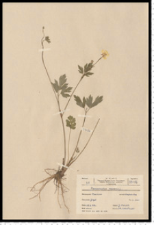 Ranunculus repens L.