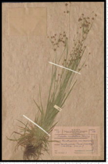 Luzula multiflora (Retz.) Lej.