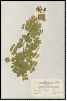 Crataegus monogyna Jacq.