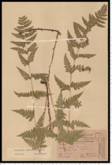 Dryopteris cristata (L.) A. Gray