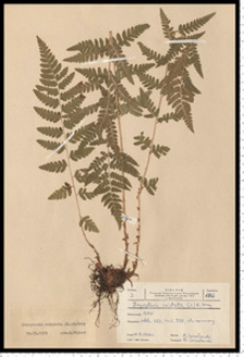 Dryopteris cristata (L.) A. Gray