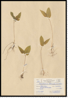 Maianthemum bifolium (L.) F. W. Schmidt