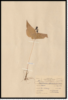 Maianthemum bifolium (L.) F. W. Schmidt