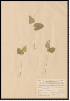 Maianthemum bifolium (L.) F. W. Schmidt