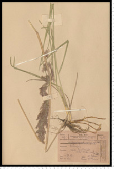 Calamagrostis epigejos (L.) Roth