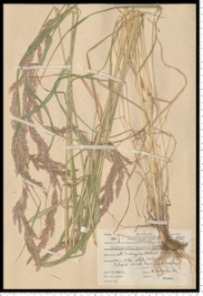 Calamagrostis epigejos (L.) Roth