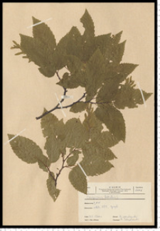 Carpinus betulus L.