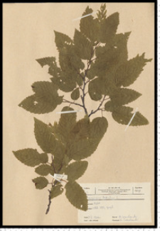 Carpinus betulus L.