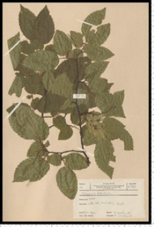 Carpinus betulus L.