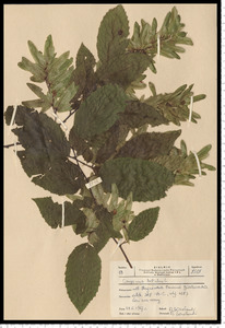 Carpinus betulus L.