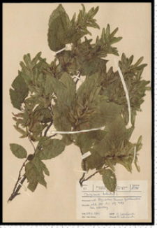 Carpinus betulus L.