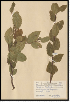 Carpinus betulus L.