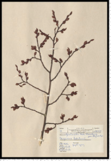 Carpinus betulus L.