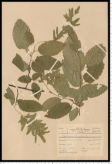 Carpinus betulus L.