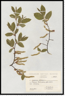 Carpinus betulus L.