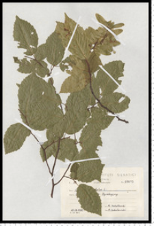 Carpinus betulus L.