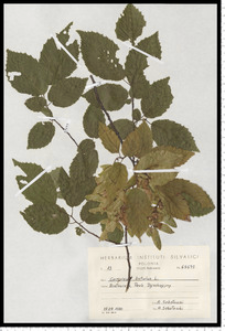 Carpinus betulus L.