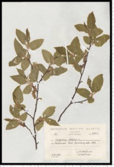 Carpinus betulus L.