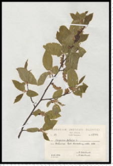 Carpinus betulus L.