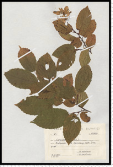 Carpinus betulus L.