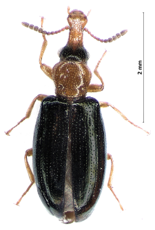 Salpingus ruficollis (Linneus, 1761)