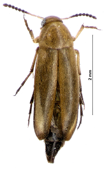 Anaspis flava (Linnaeus, 1758)