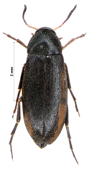 Anaspis frontalis (Linnaeus, 1758)