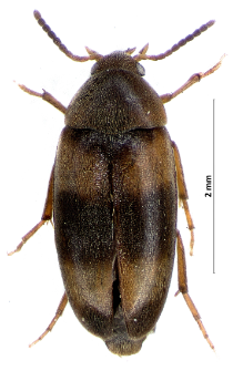 Cyrtanaspis phalerata (Germar, 1847)