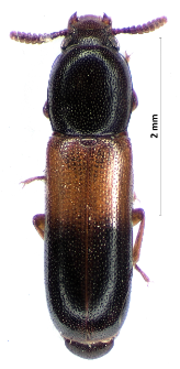 Corticeus fasciatus (Fabricius, 1790)