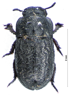 Melanimon tibialis (Fabricius, 1781)