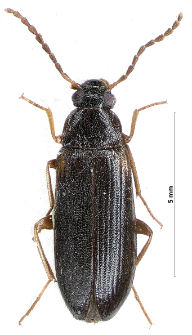 Mycetochara axillaris (Paykull, 1799)