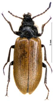 Omophlus lividipes M.E. Mulsant, 1856