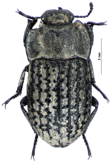 Opatrum sabulosum (Linnaeus, 1760)