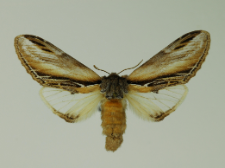 Pheosia tremula (Clerck, 1759)