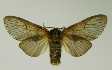 Cerura vinula (Linnaeus, 1758)