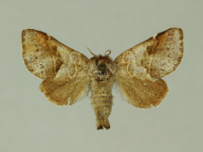 Clostera pigra (Hufnagel, 1766)