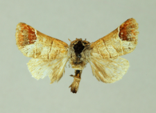 Clostera curtula (Linnaeus, 1758)