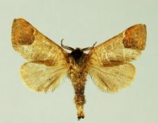 Clostera curtula (Linnaeus, 1758)