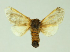 Thaumetopoea pinivora (Treitschke, 1834)