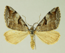 Aplocera praeformata (Hübner, 1826)