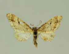 Eupithecia lanceata (Hübner, 1825)