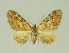 Eupithecia pusillata (Denis & Schiffermüller, 1775)