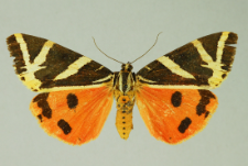 Euplagia quadripunctaria (Poda, 1761)