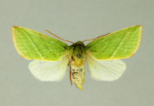 Pseudoips prasinana (Linnaeus, 1758)