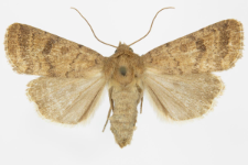 Hoplodrina octogenaria