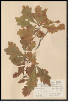 Quercus robur L.