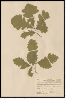 Quercus robur L.