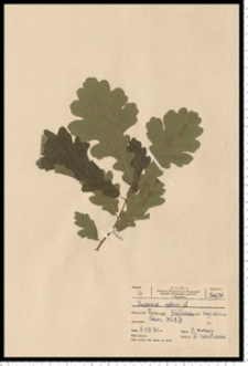 Quercus robur L.