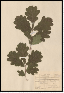 Quercus robur L.